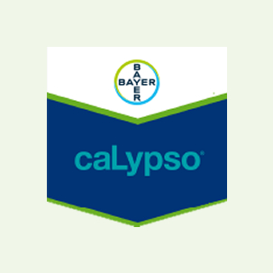 Calypso