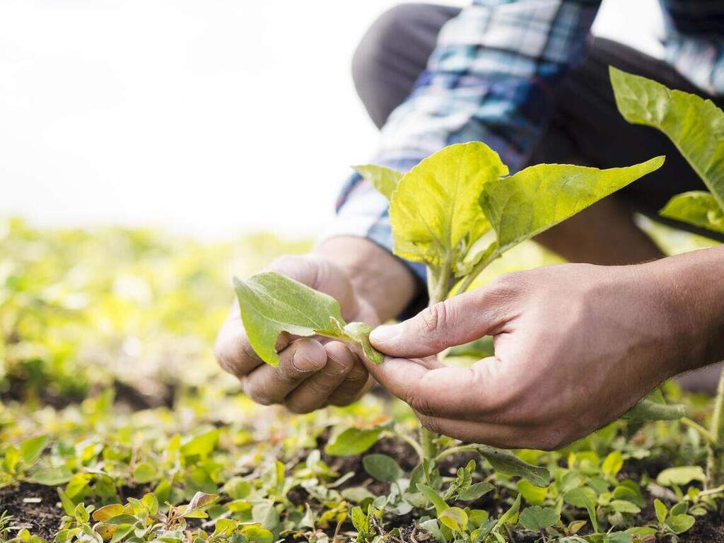 Produtividade Agrícola Bayer e Hortsoy imagem interna